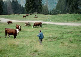 Régis en pâture avec ses vaches à l'alpage Lou M'nias