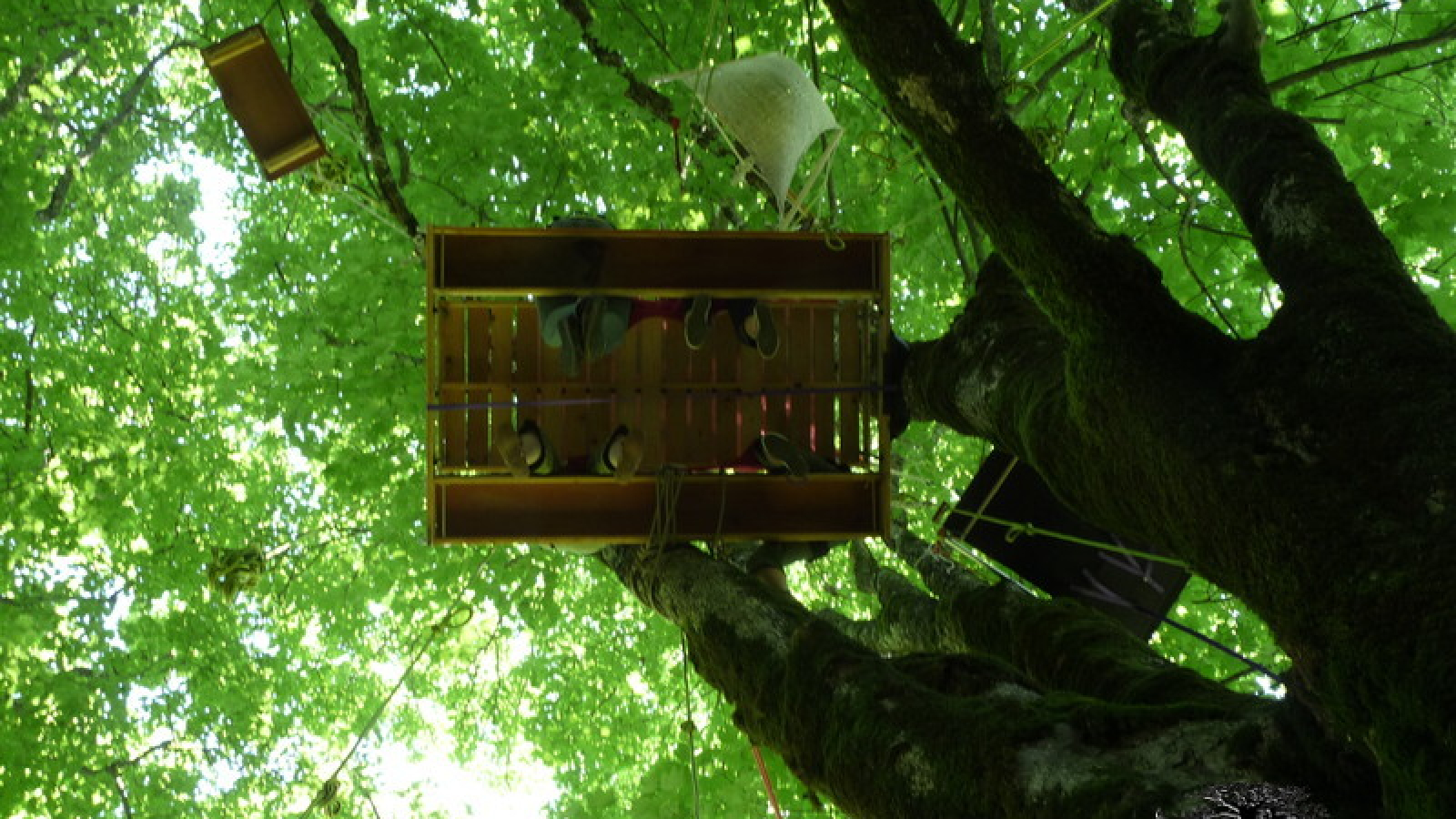 Sam Branche Goûter dans les arbres