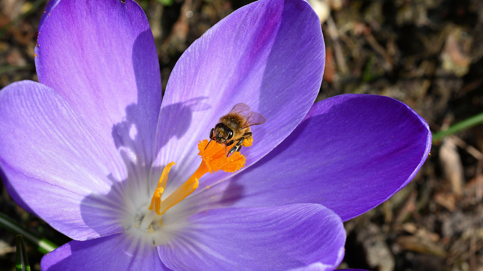 fleur de crocus