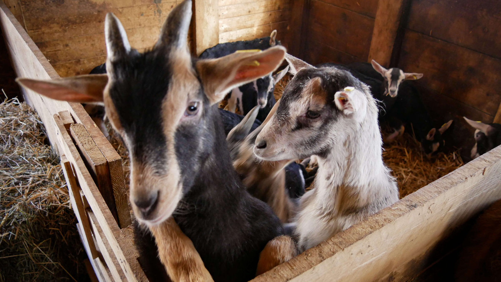 les chèvres de Savoie de la ferme des étroits à Valloire