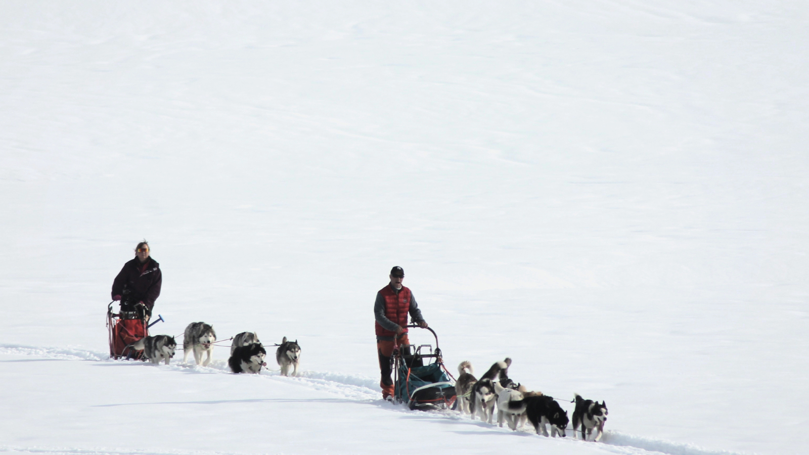 Chiens de traineaux et mushers