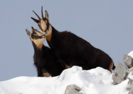 Sortie raquettes faune en hiver