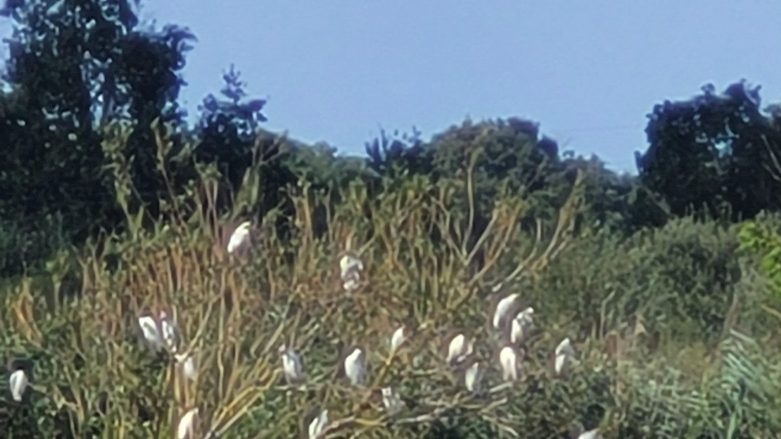 Faune en Dombes