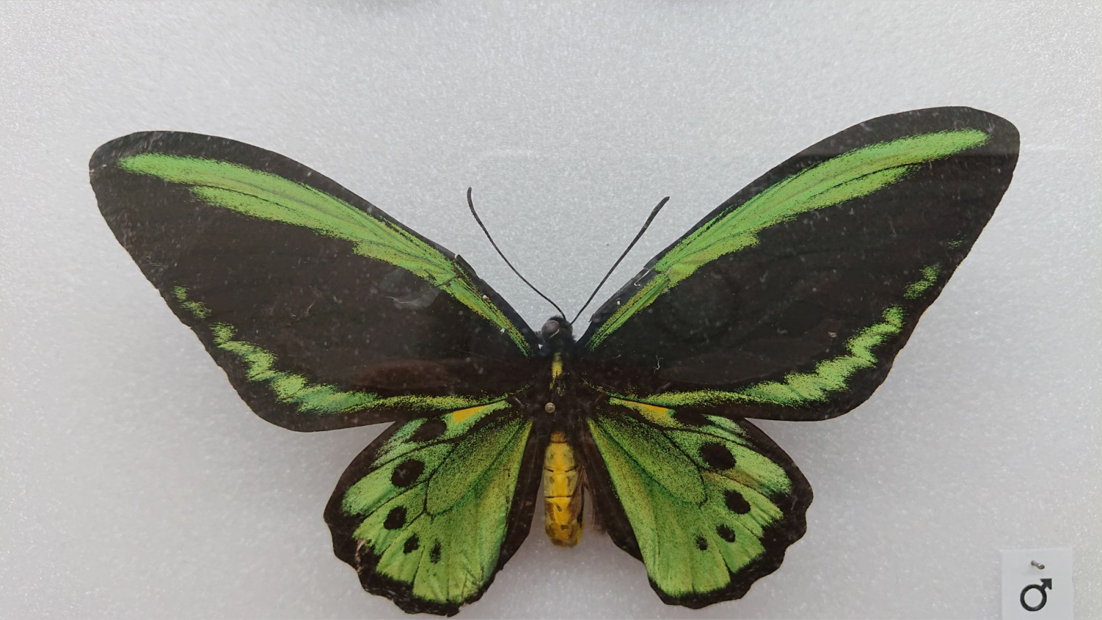 Papillon