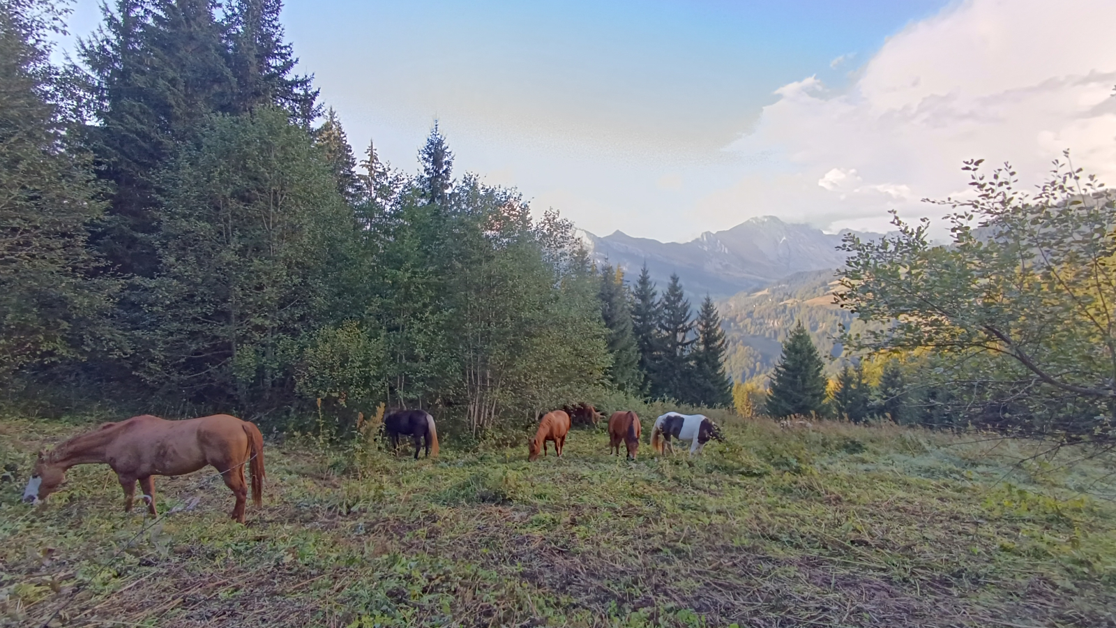 Médiation équine au Grand-Bornand