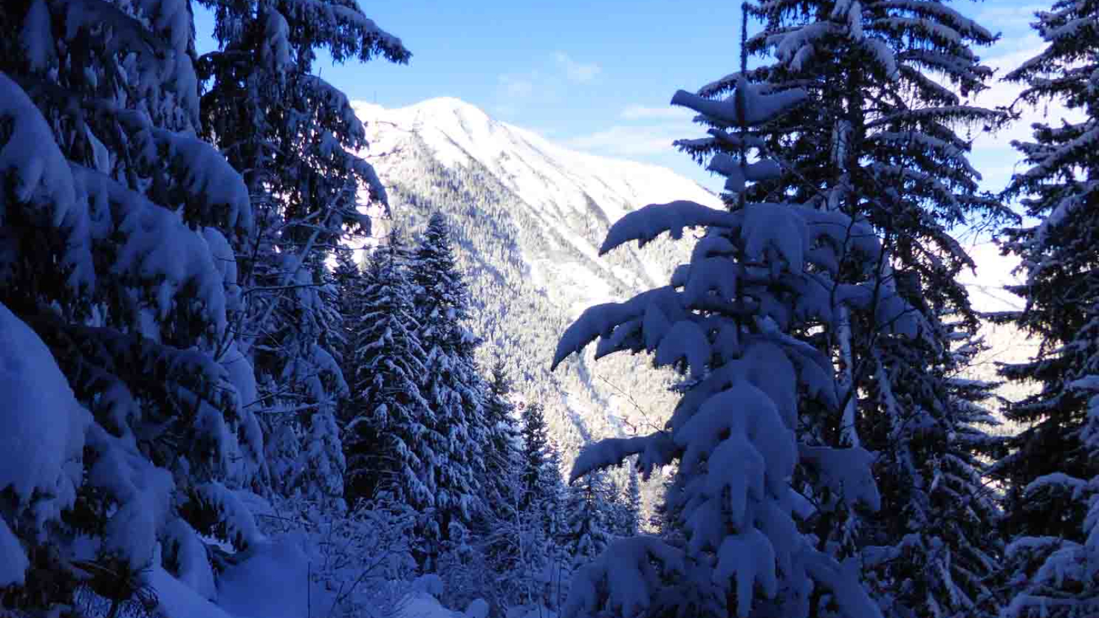 Dans la forêt