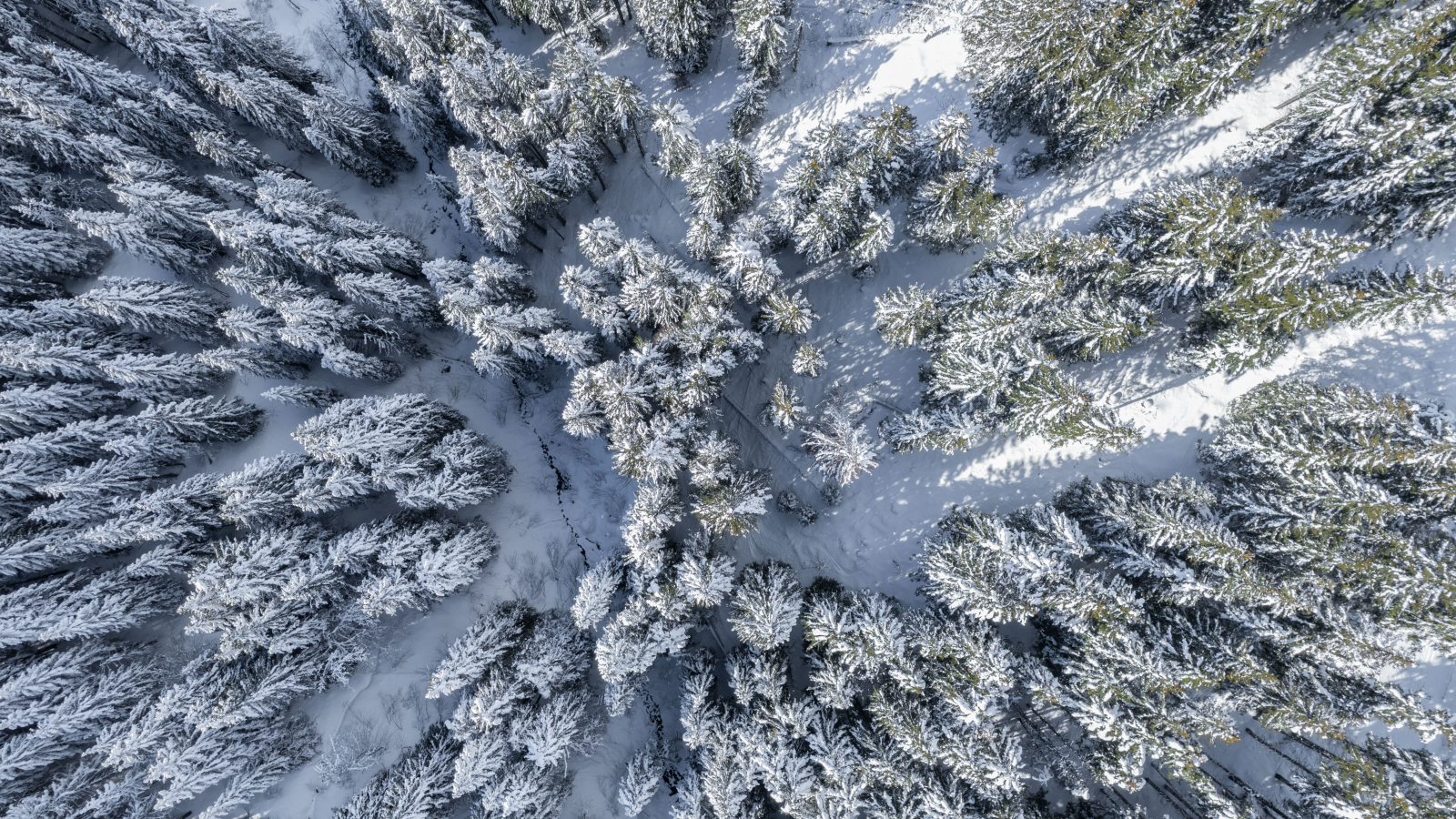 Forêt vue du ciel