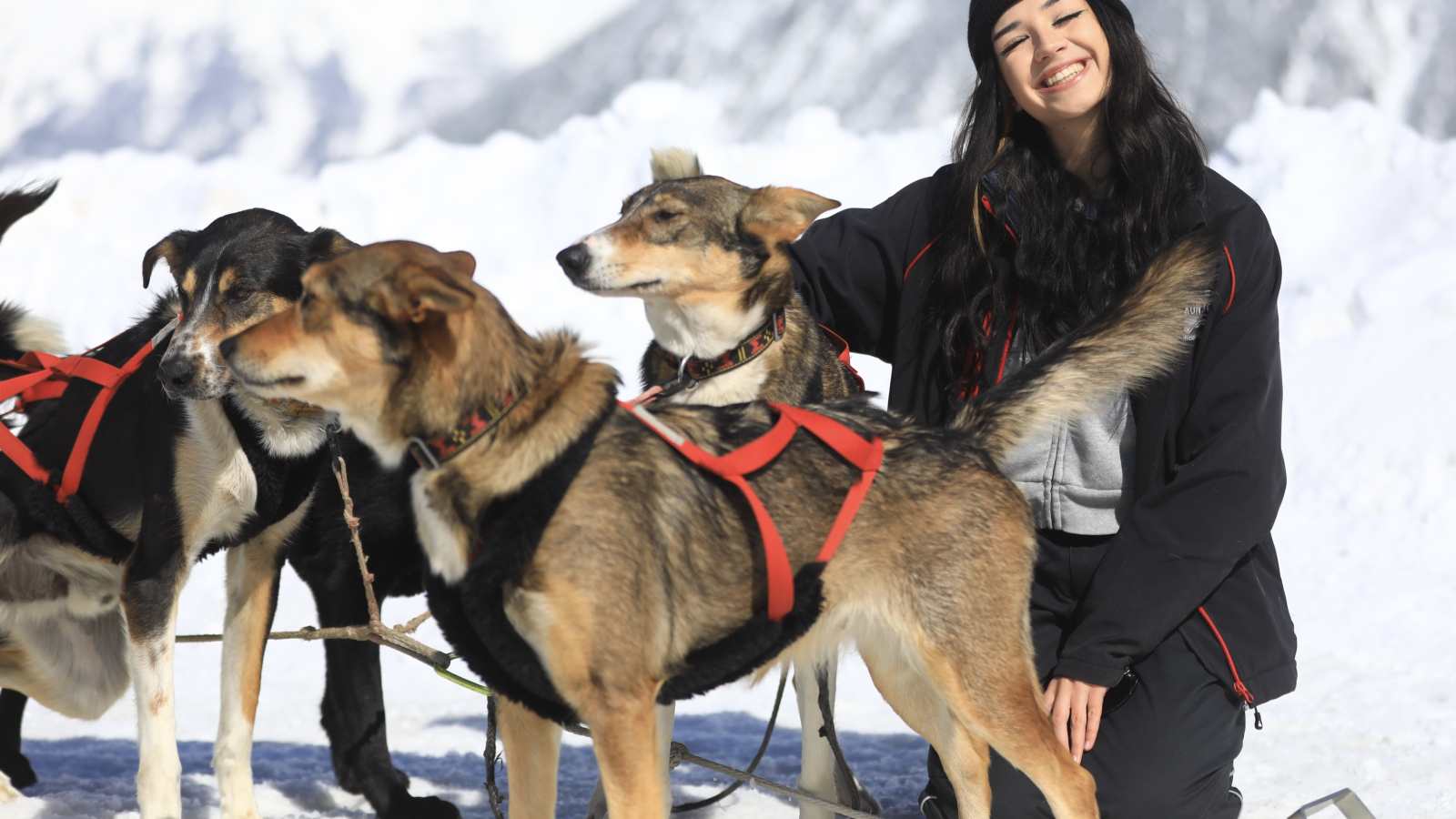 Balade en chien de traineau