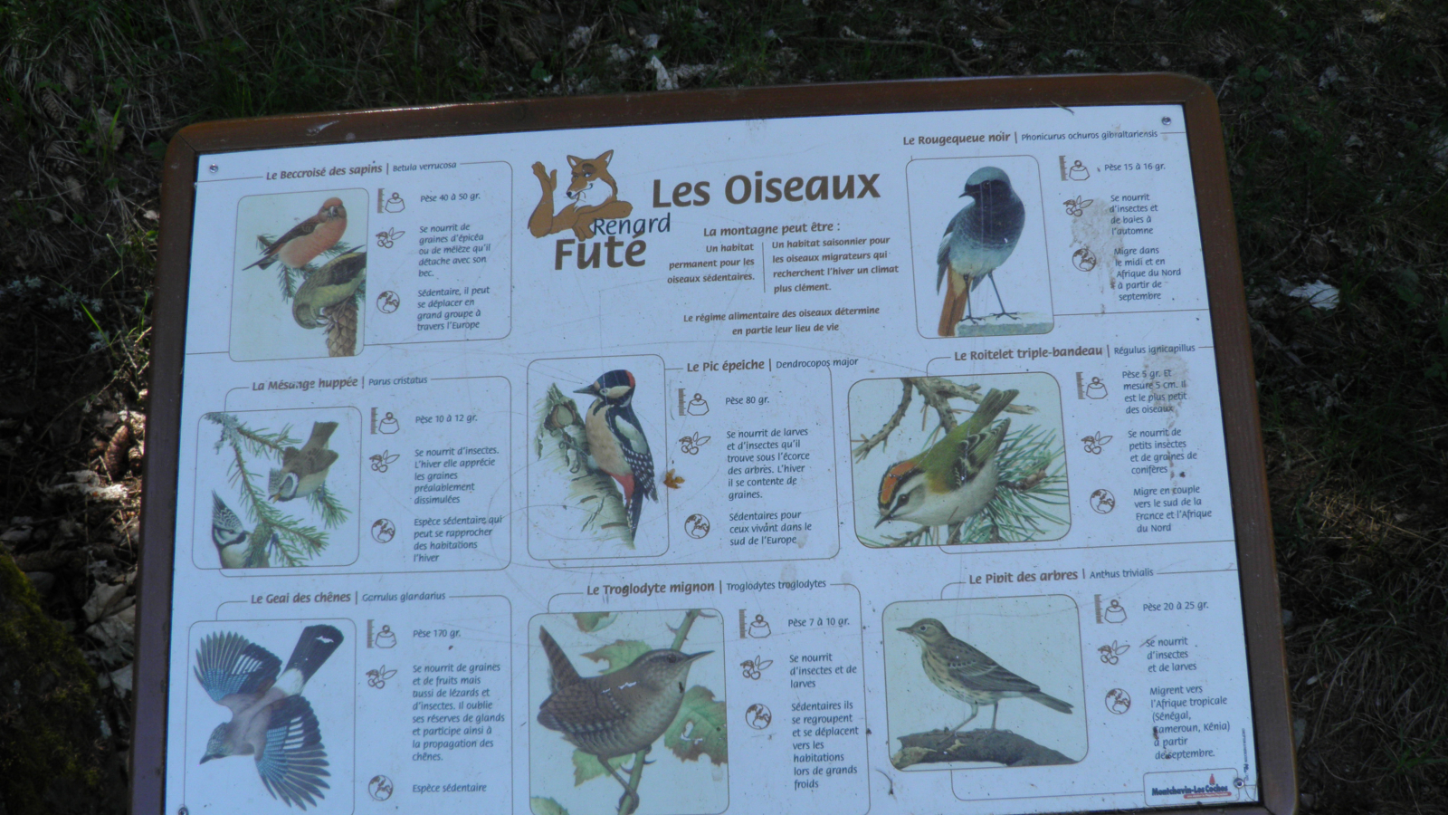 Pupitre Les oiseaux