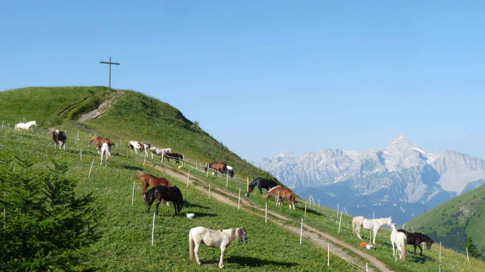 Chevaux sur Planeau