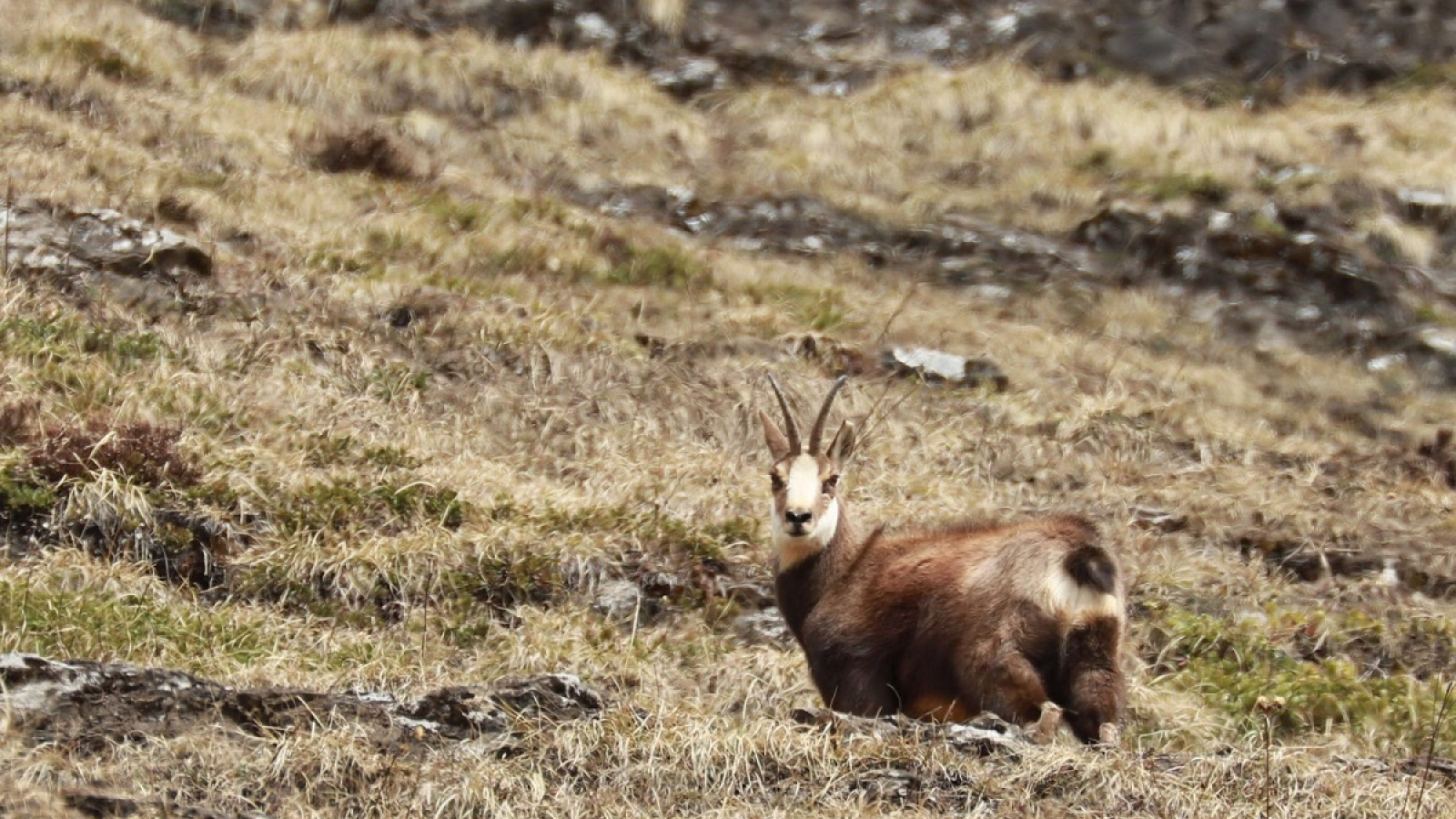 Chamois