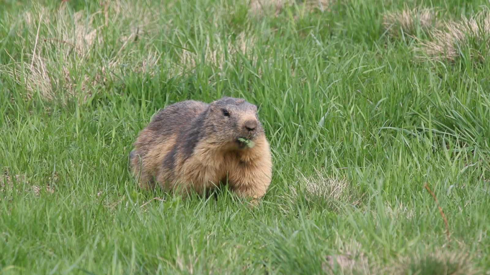 colonie-marmottes-les-saisies