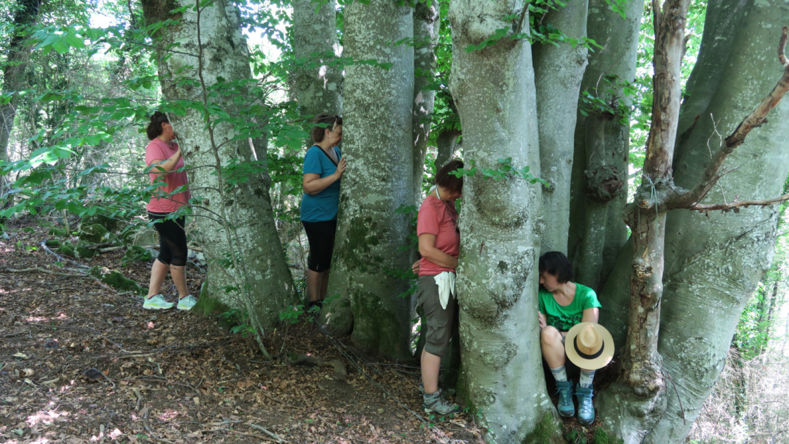 Bain de forêt en Bauges