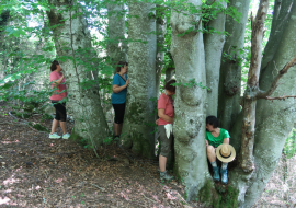 Bain de forêt en Bauges