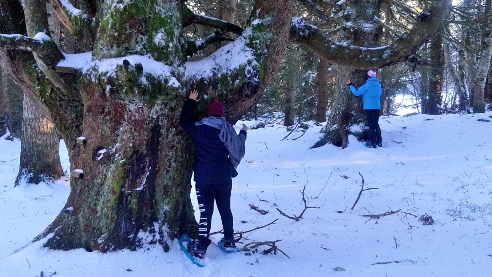 Bain de forêt en raquettes