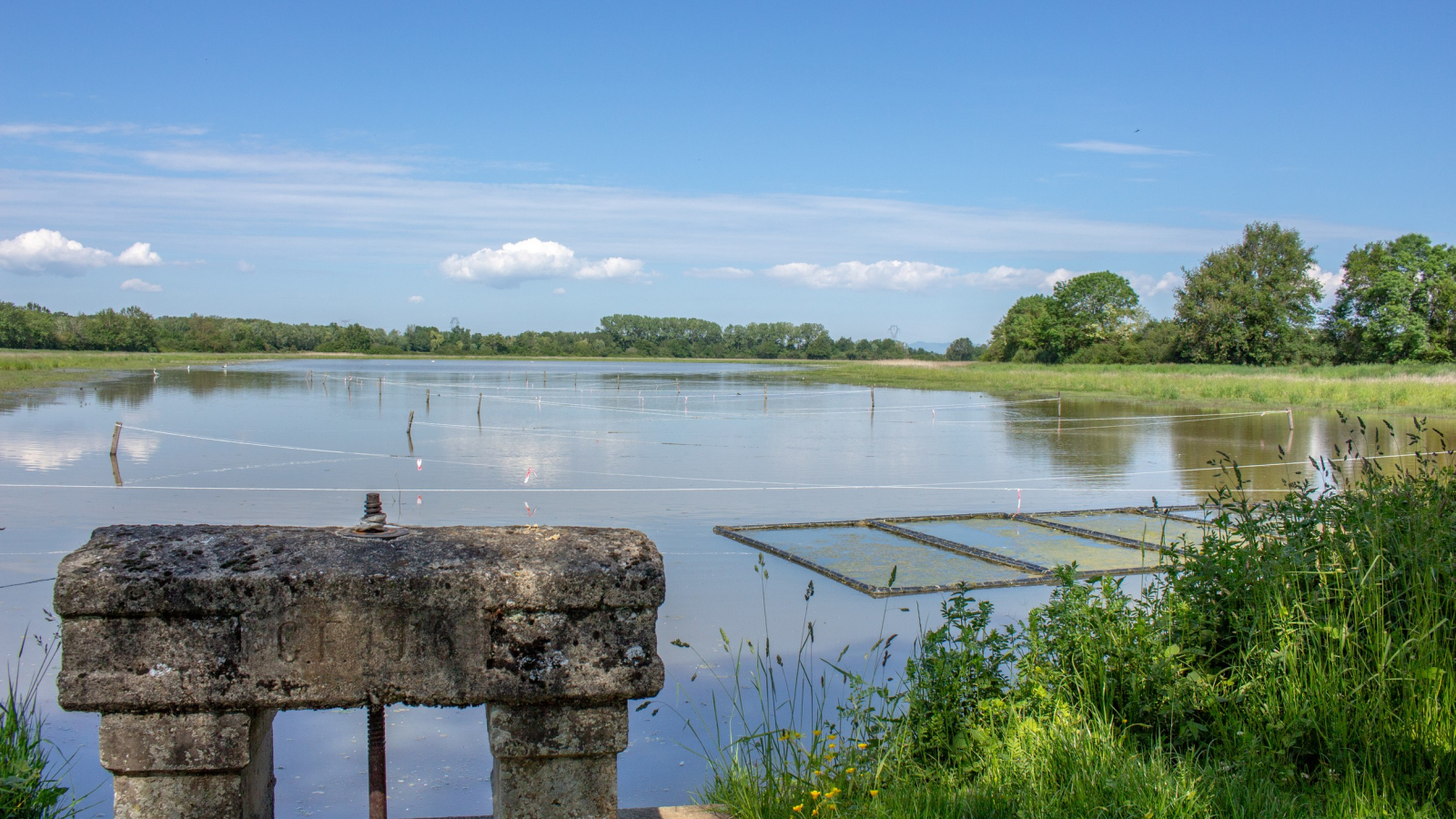 Etang de la Dombes