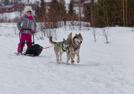 Enfant chien de traineau