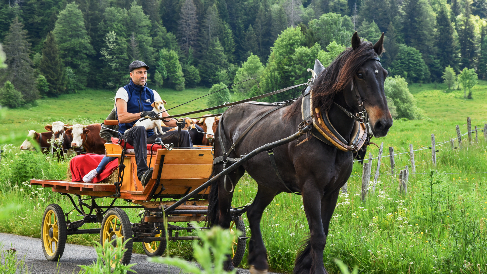 Horse-drawn carriage ride