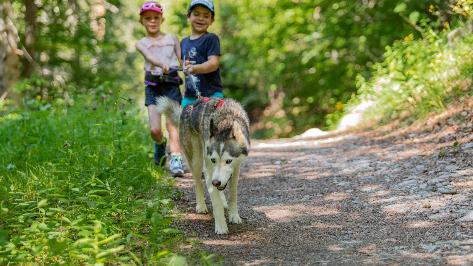 Cani-marche avec deux enfants et un husky