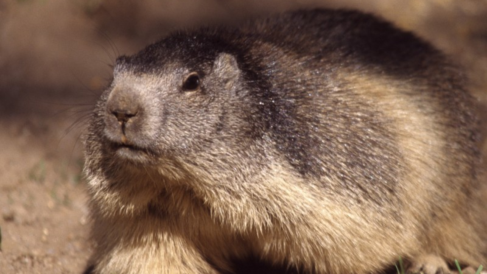 marmotte