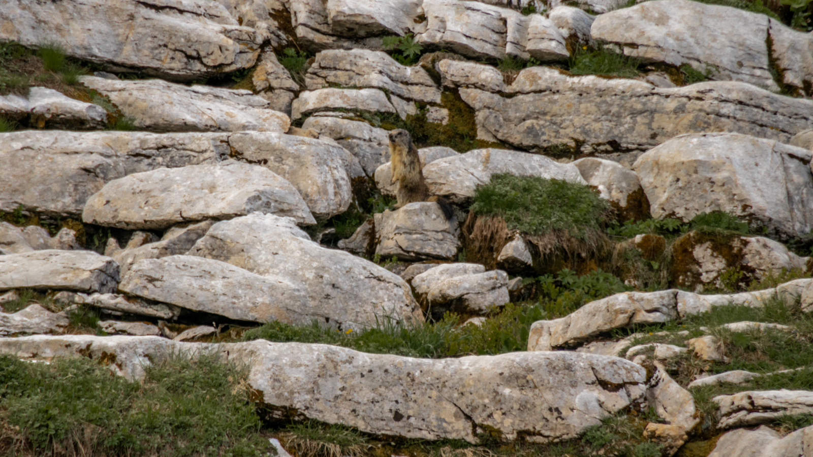 Marmottes à Bostan