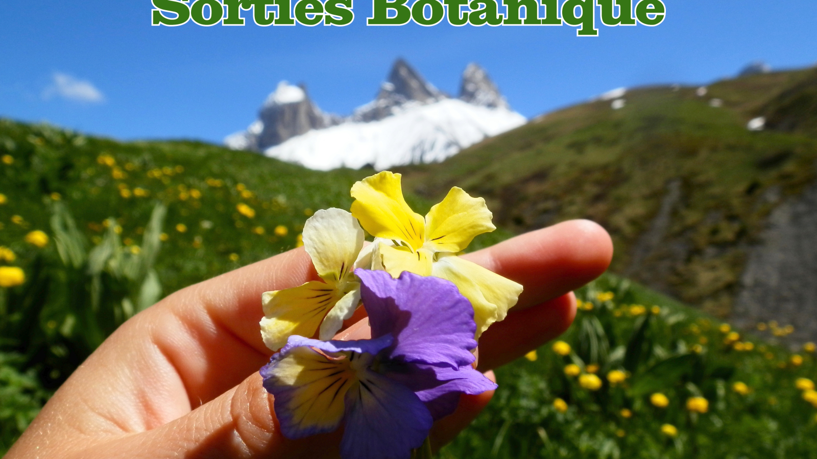 fleurs et aiguilles d arves