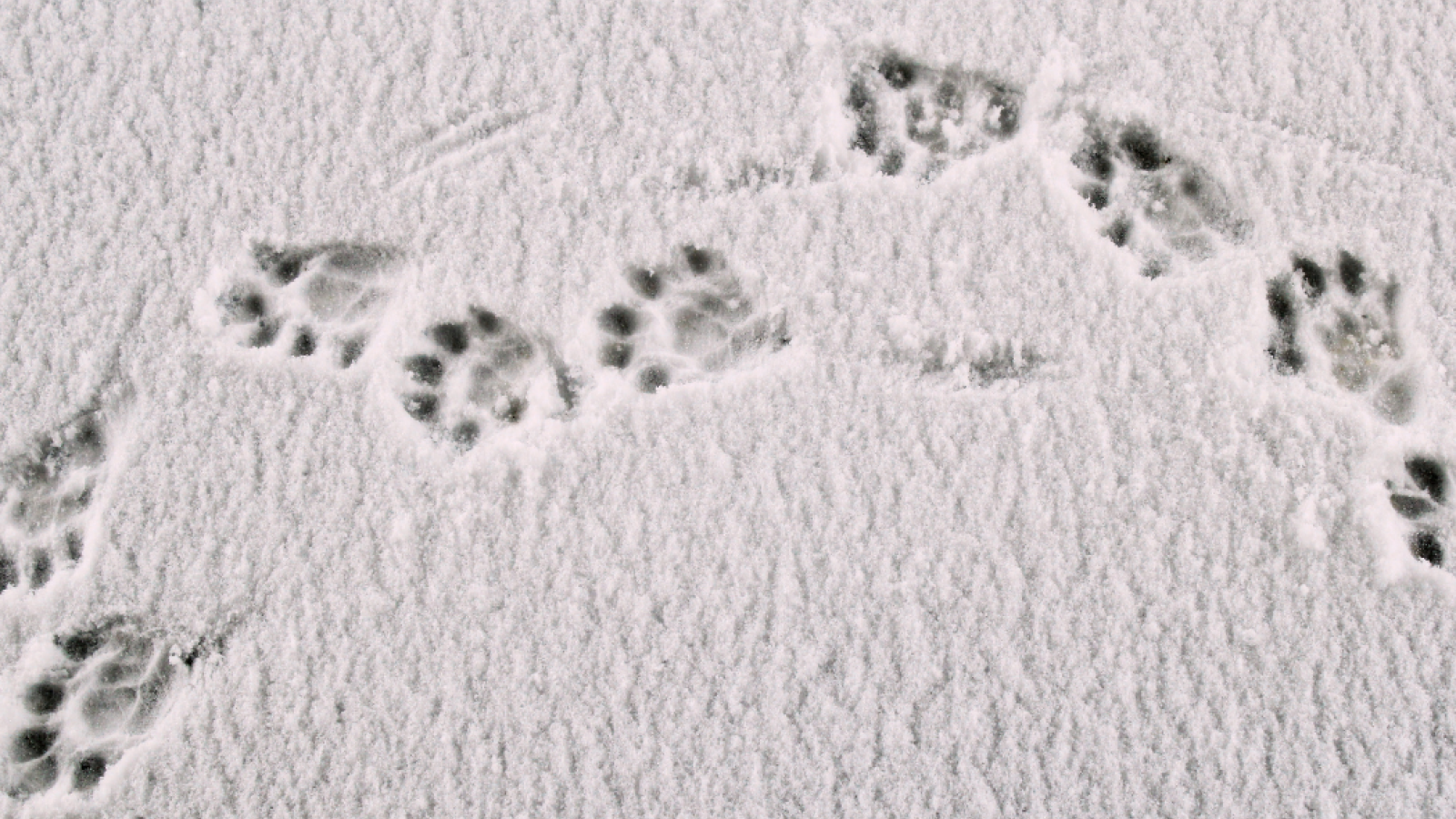 Traces dans la neige