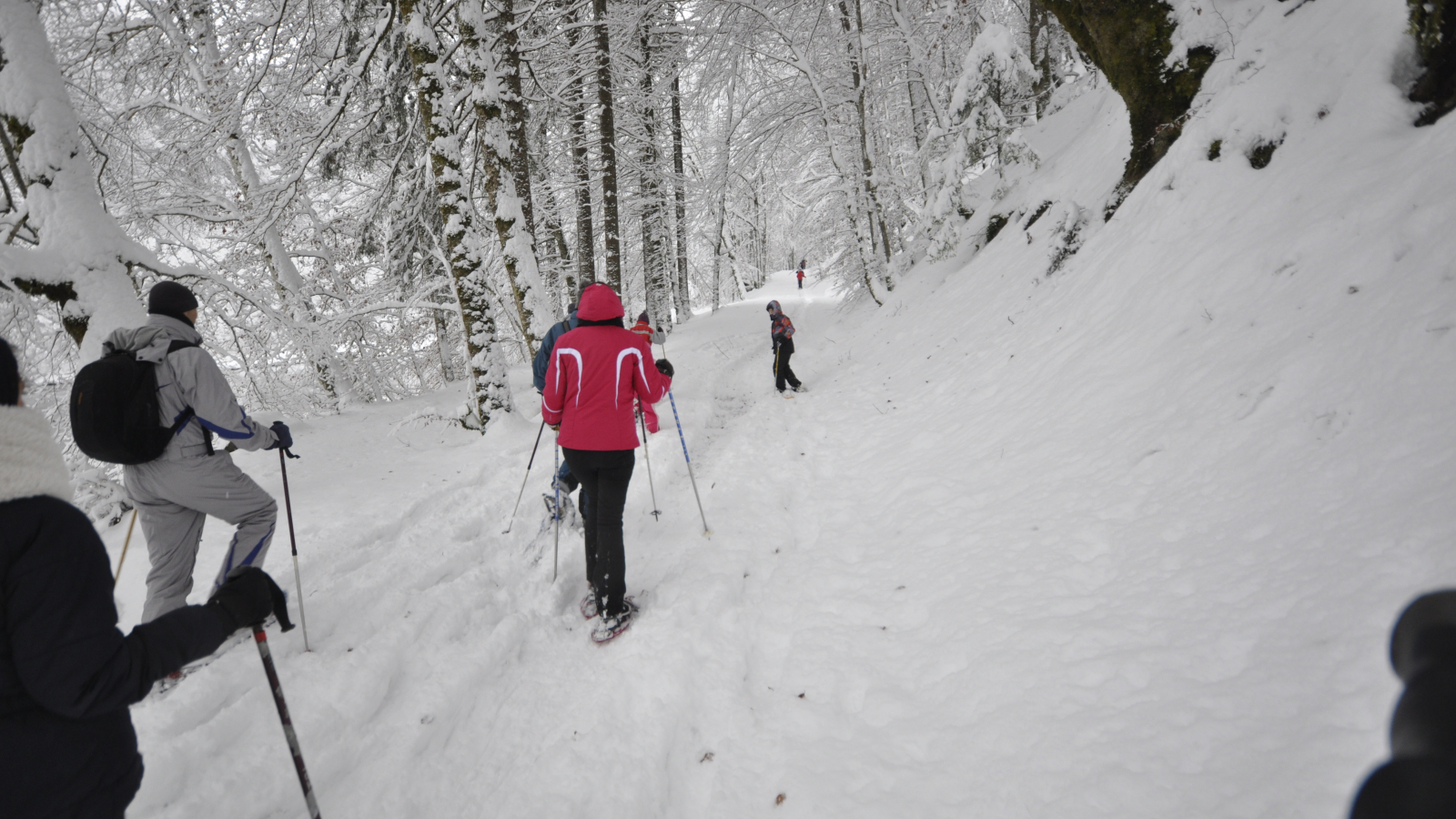 Le milieu forestier