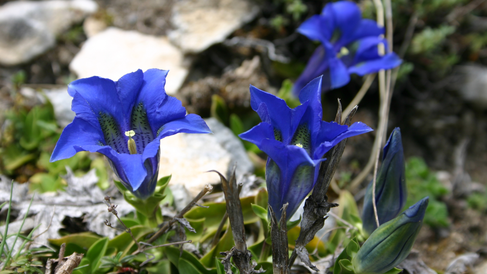 Blue gentians