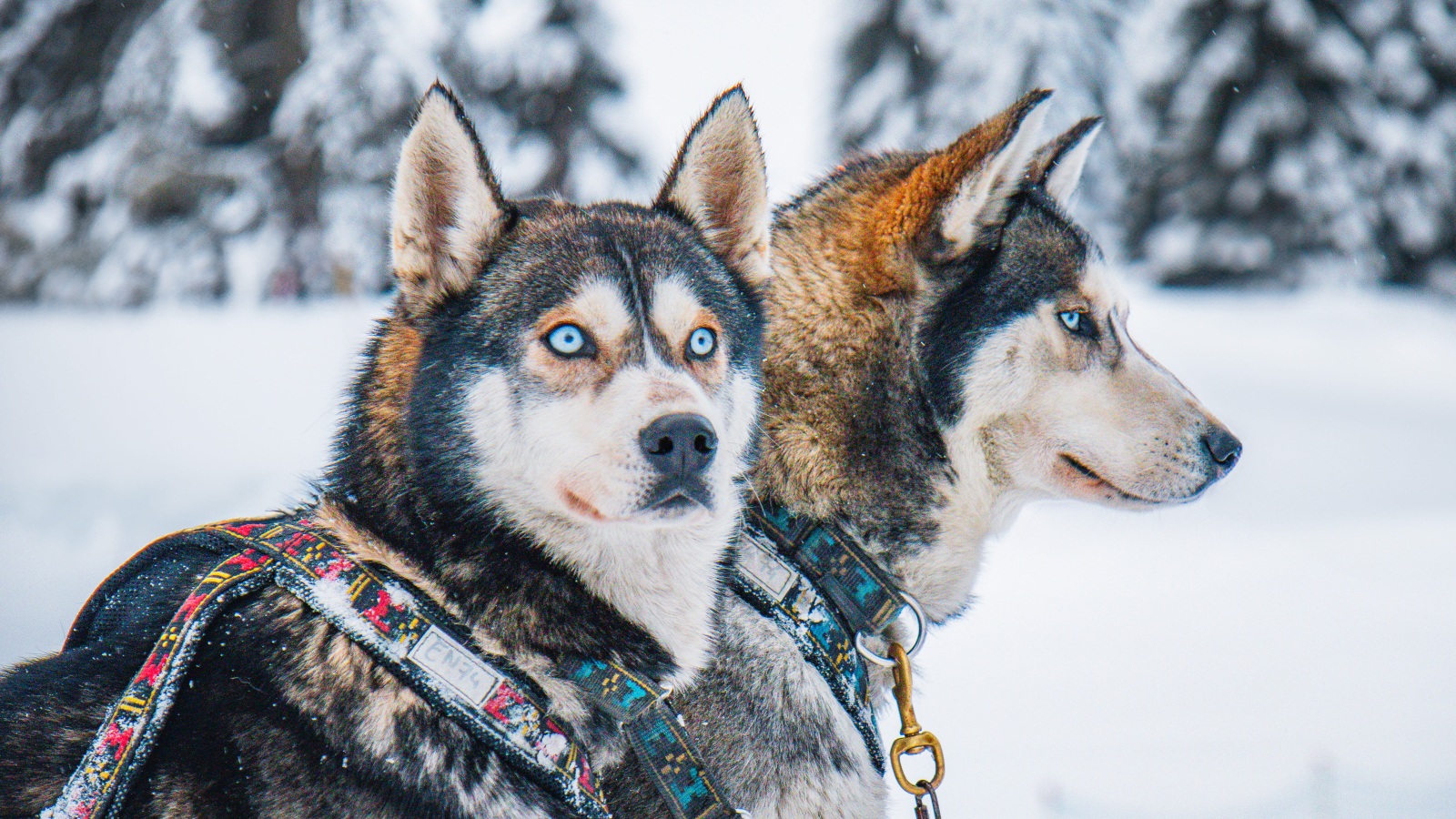 Gros plan sur deux husky