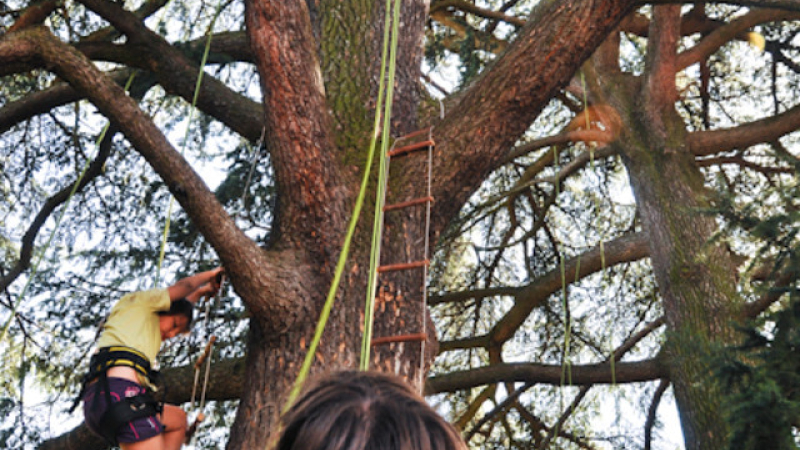 Sam Branche Goûter dans les arbres