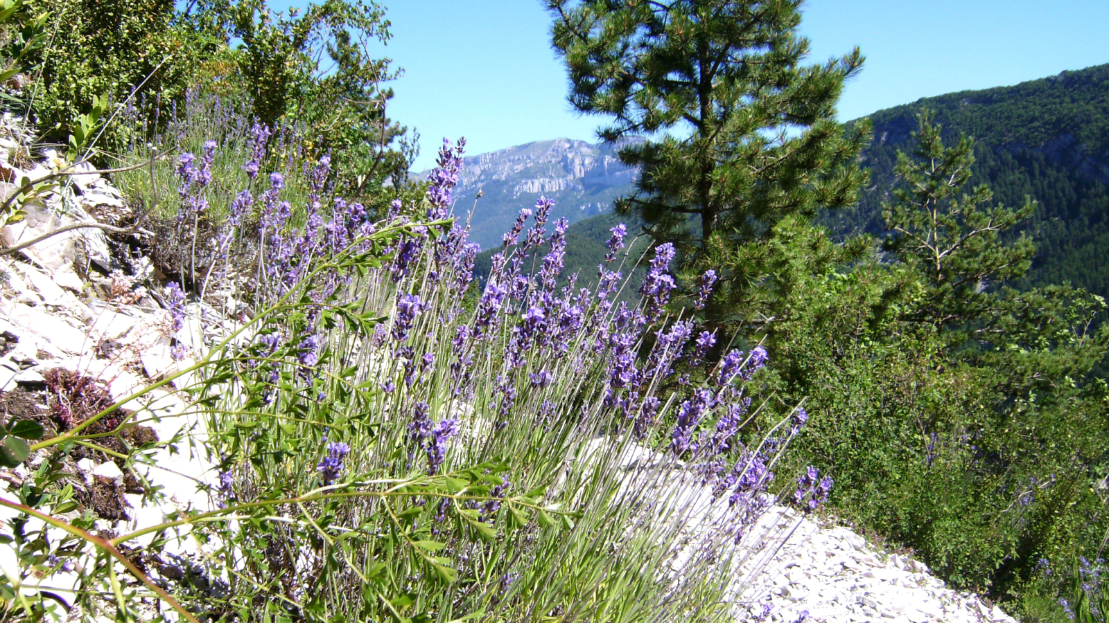 Lavande et Vercors