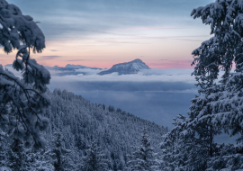 Un paysage de montagnes avec une forêt de sapins enneigés.