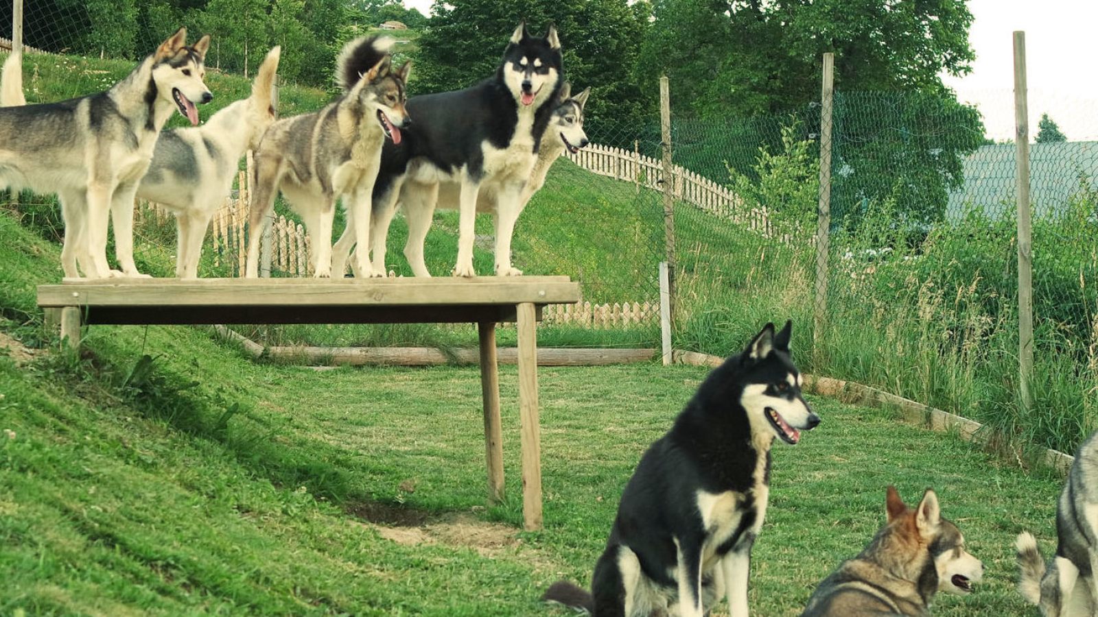 parc à chiens