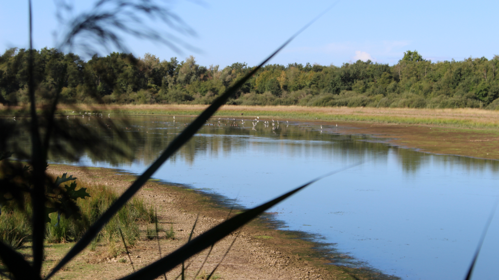 Oiseaux sur l'Etang Grange Volet