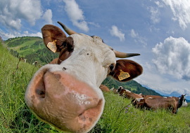 Vache d'Abondance