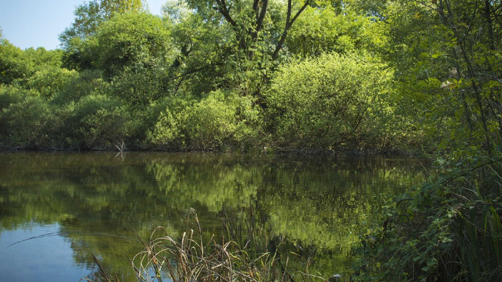 Espace Naturel Sensible de la Save - Secteur des étangs de Passins