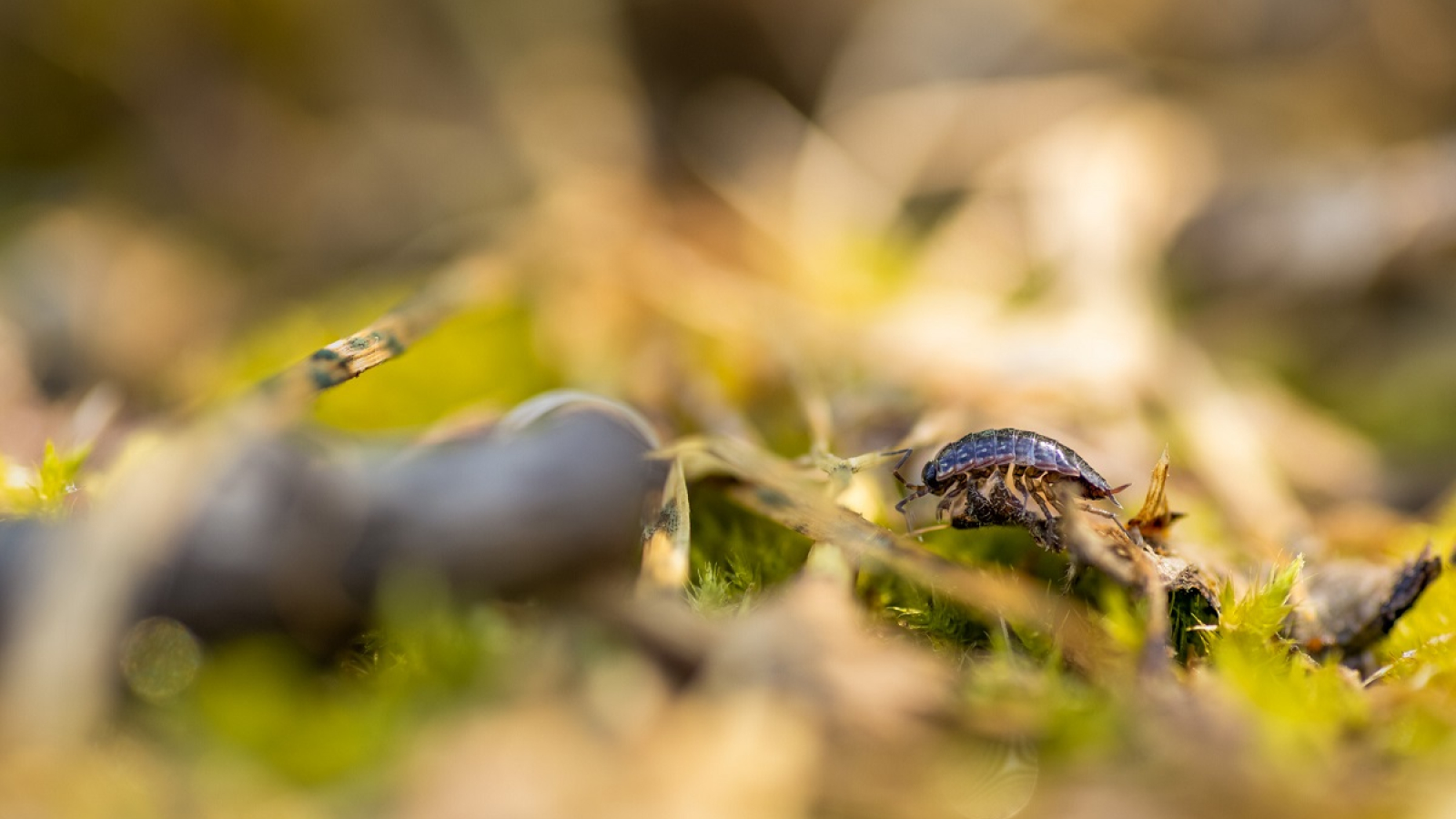 Macrophotographie