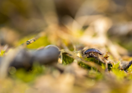 Macrophotographie