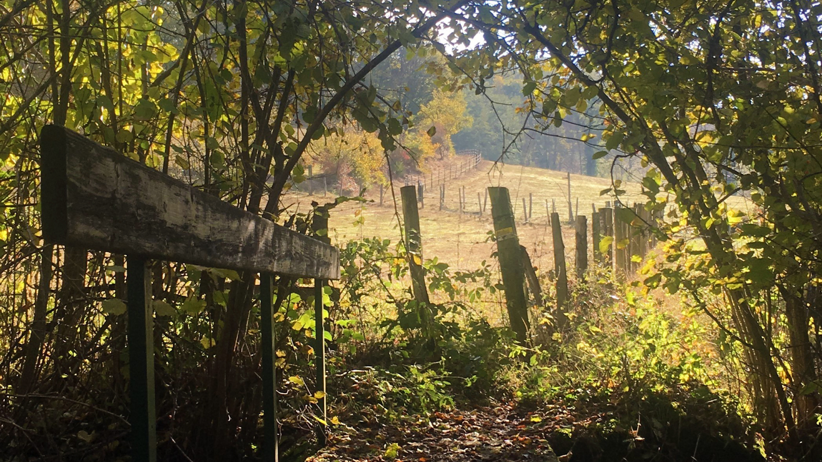 sentier dans les bois