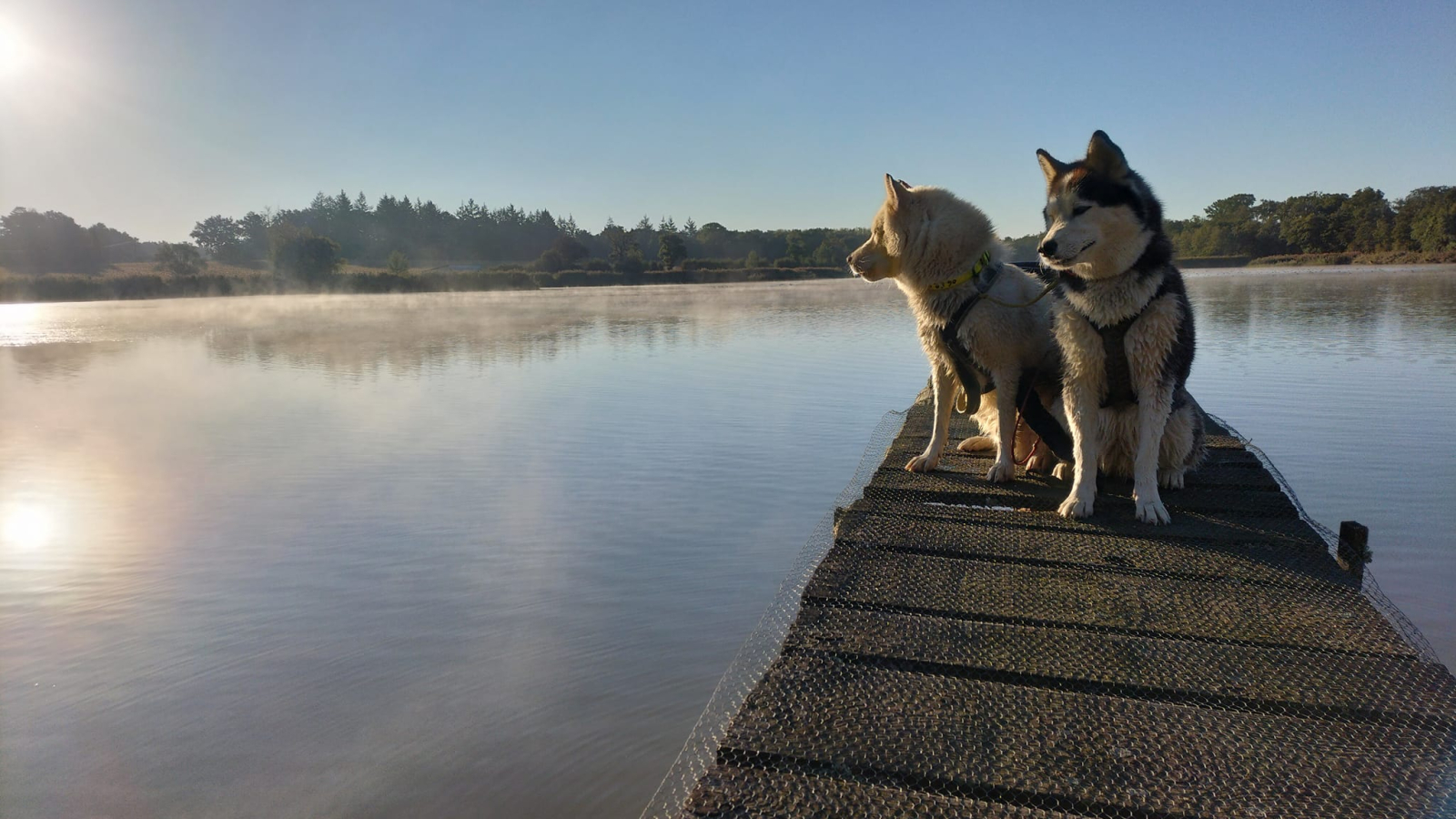 Les chiens de la team Willo en cani rando